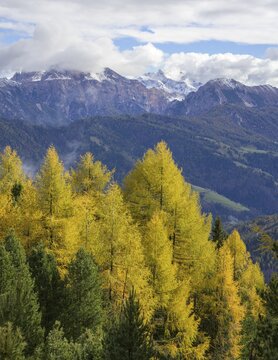 Mountains of the Fanes nature park Park and autumnal larch forest, St. Martin in Thurn, South Tyrol, Italy