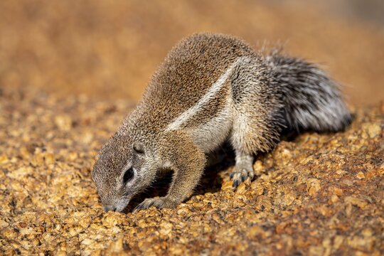 Cape ground squirrel (Xerus inauris), Pontok-Berge, Spitzkoppe, Gro&szlig;e Spitzkuppe Nature Reserve, Namibia