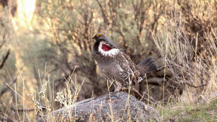 Obraz premium Dusky Grouse Male Displaying Inflated Red Cervical Sac Perched on Rock in Sagebrush Habitat During Breeding Season