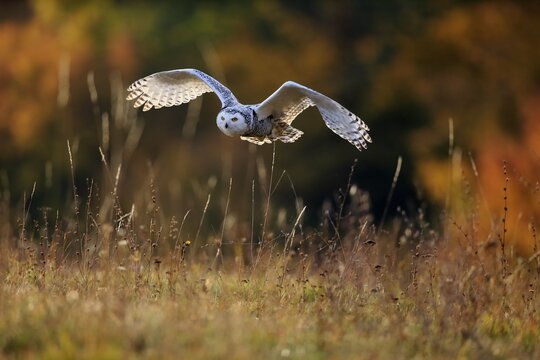 Snowy owl (Nyctea scandiaca), adult, flies over meadow, Slovakia