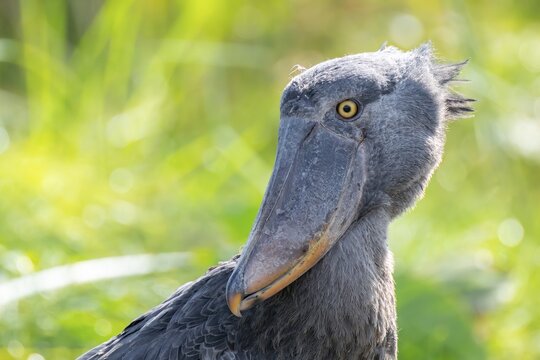 Shoebill (Balaeniceps rex), juvenile, animal portrait, swamps of Mabamba, Lake Victoria, Uganda