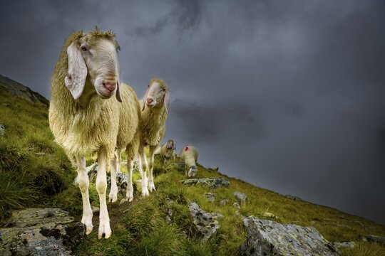 Domestic sheep (Ovis gmelini aries) on mountain meadow with mountain landscape and cloudy sky, Sellrain, Innsbruck, Tyrol, Austria