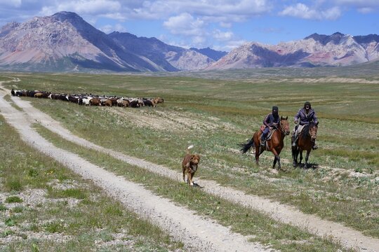 Kyrgyz nomads and sheep herd, Tian Shan mountains near the Chinese border, Naryn Region, Kyrgyzstan