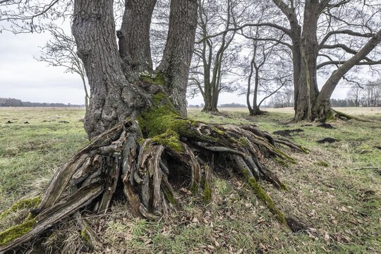 Old alders (Alnus glutinosa) in meadow landscape, Lower Saxony, Germany