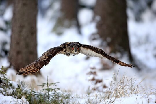 Eurasian eagle-owl (Bubo bubo), adult flying in winter, in snow, Zdarske Vrchy, Bohemian-Moravian Highlands, Czech Republic