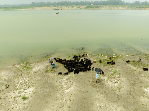 Aerial view of a herd of black pigs being guided by people with umbrellas along a sandy riverbank Bogura, Rajshahi Division, Bangladesh.