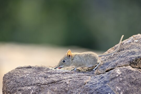 Short-eared trunked shrew (Macroscelides probosideus), short-eared elephant shrew, short-eared trunked shrew, adult, feeding, alert, Mountain Zebra National Park, Eastern Cape, South Africa
