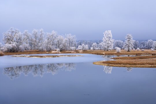 Frozen pond and trees in hoarfrost, nature reserve, Schoren, M&uuml;hlau, Freiamt, Aargau Canton, Switzerland
