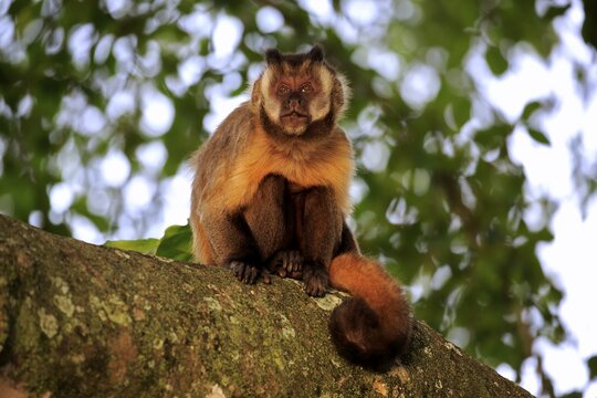 Tufted capuchin (Cebus apella), adult monkey in a tree, Pantanal, Mato Grosso, Brazil
