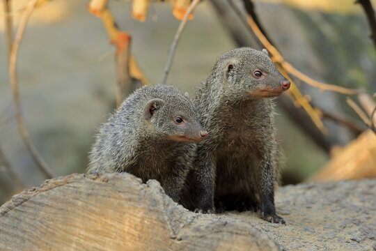 Dwarf mongoose (Helogale parvula), adult, pair, alert, captive