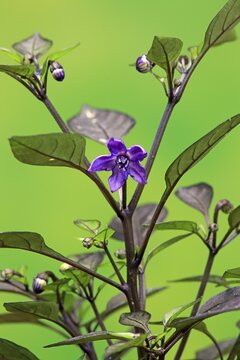 Capsicum frutescens (Capsicum frutescens), purple flowers on shrub, Germany