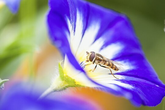Marmalade hoverfly (Episyrphus balteatus) in blossom, North Hesse, Hesse, Germany