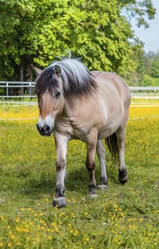 Light brown horse with black and white mane in a paddock, yellow flower meadow, Upper Bavaria, Bavaria, Germany