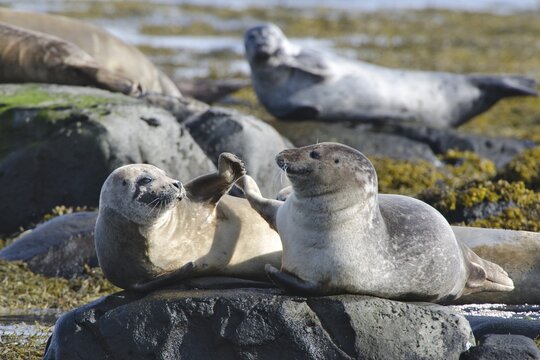 Harbour or Harbor Seals (Phoca vitulina), Westfjords or West Fjords, Iceland, Europe