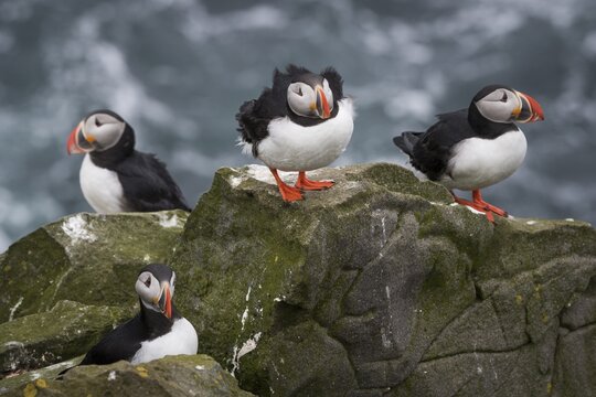 Puffin (Fratercula arctica) on a cliff above the sea, Skoruv&iacute;kurbjarg bird cliff, Langanes Peninsula, Nor&eth;urland eystra, Iceland
