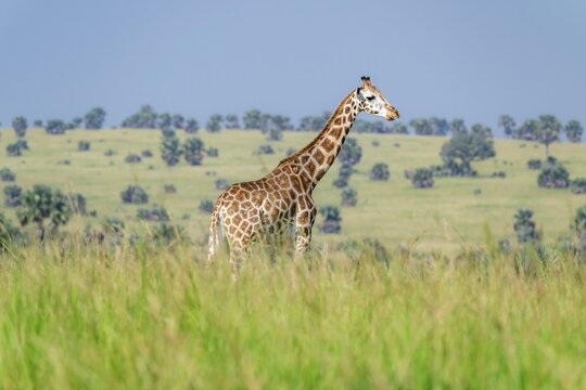 Rothschild's giraffe (Giraffa camelopardalis rothschildi) in green grass, Murchison Falls National Park, Uganda