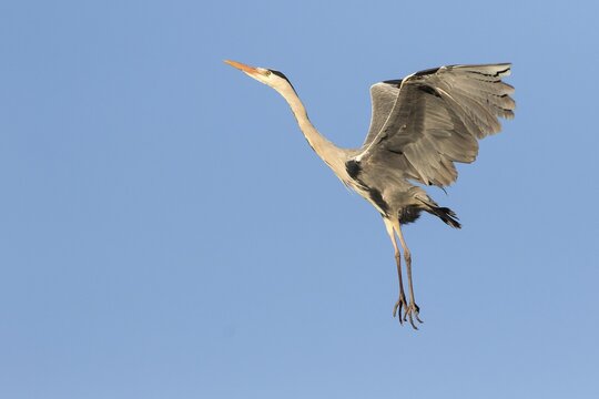 Grey Heron (Ardea cinerea) in flight, Hesse, Germany