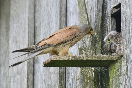 Common kestrel (Falco tinnunculus), handing over a mouse to a young bird, Emsland, Lower Saxony, Germany