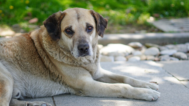 A large tan and white dog lying down on a stone path outdoors