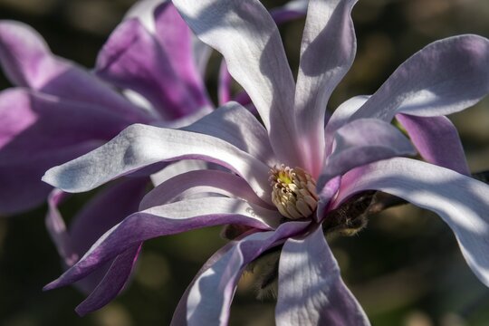 Flower of the star magnolia (Magnolia stellata), Baden-W&uuml;rttemberg, Germany