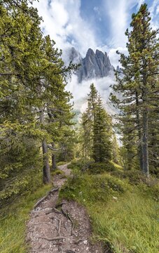 Hiking trail in the forest, behind Sass Rigais, Parco Naturale Puez Odle, South Tyrol, Italy
