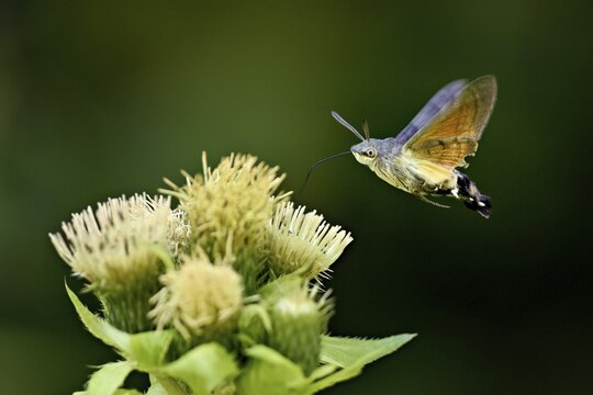 Dove's tail (Macroglossum stellatarum), flies on the flower of cabbage thistle (Cirsium oleraceum), Meienberg, Canton Aargau, Switzerland