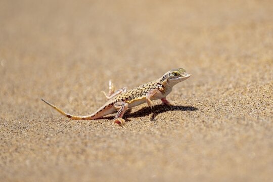 Shovel-nosed lizard (Meroles anchietae), in the sand, stretching its legs in the air to cool off, Namib Desert, Namib Naukluft Park, Namibia