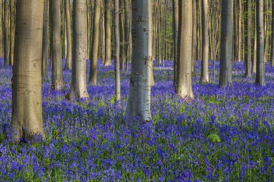 Blue flowering bluebells (Hyacinthoides non-scripta) in the copper beech (Fagus sylvatica) forest, Hallerbos, near Halle, province of Flemish Brabant, Belgium