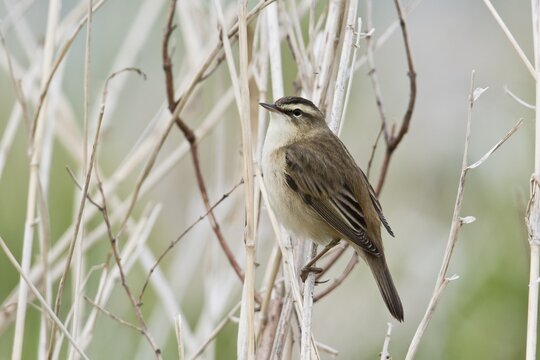 Sedge Warbler (Acrocephalus schoenobaenus), Lower Saxony, Germany