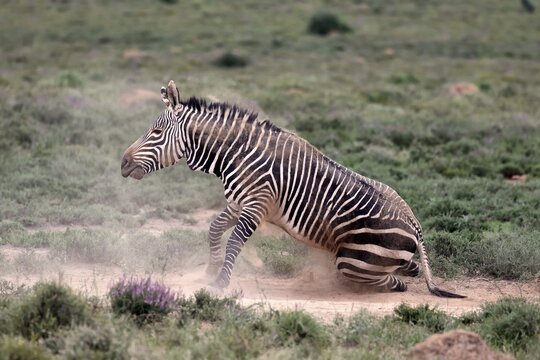 Cape Mountain Zebra (Equus zebra), adult, sand bath, Mountain Zebra National Park, Eastern Cape, South Africa