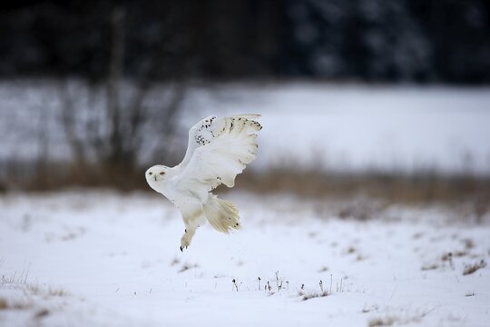Snowy Owl, Snowy Owl, (Nyctea scandiaca), adult flying in winter, snow, Zdarske Vrchy, Bohemian-Moravian Highlands, Czech Republic