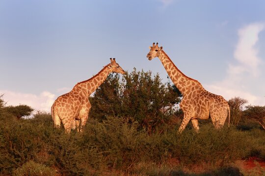 Cape giraffe (Giraffa camelopardalis giraffa), adult, two, foraging, feeding, Mokala National Park, Northern Cape, South Africa
