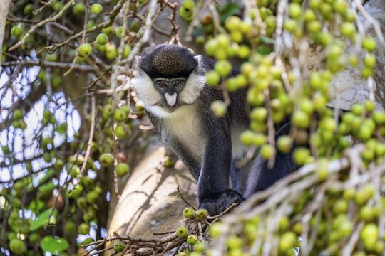 Red-tailed guenon or Congo white-nosed guenon (Cercopithecus ascanius schmidti), sitting on a tree, Bigodi, Western Region, Uganda