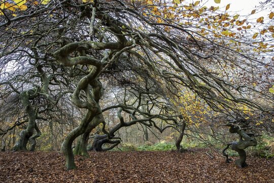 S&uuml;ntelbuchen (Fagus sylvatica), cripple beeches, Hexenwald, Semper Forest Park, near Lietzow, R&uuml;gen, Mecklenburg-Western Pomerania, Germany