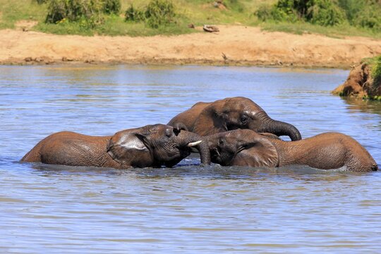 African elephant (Loxodonta africana) elephants bathing in the water, social behavior, Addo Elephant National Park, Eastern Cape, South Africa