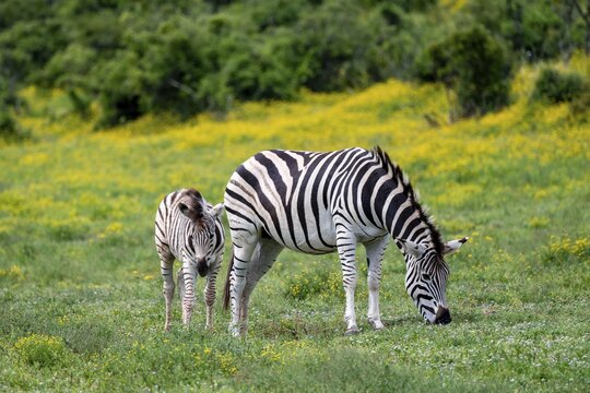 Burchell's zebra (Equus quagga burchelli) with foal standing in a flower meadow, Addo Elephant National Park, Eastern Cape, South Africa