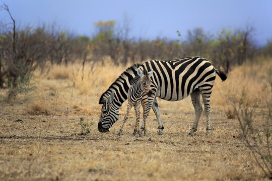 Burchell's Zebra (Equus quagga burchelli), female with foal, Kruger National Park, South Africa