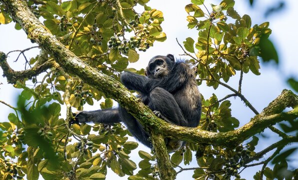 Chimpanzee (Pan Troglodytes), adult male in a tree, eating fruit, Murchison Falls National Park, Uganda