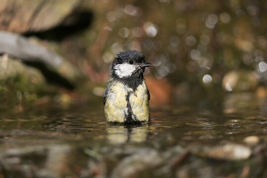 Great tit (Parus major), adult, bathing, in water, garden pond, Rhineland-Palatinate, Germany
