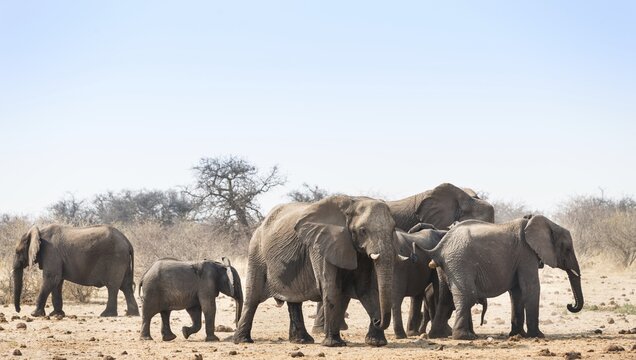 Herd of African Bush Elephants (Loxodonta africana), Tsumcor Waterhole, Etosha National Park, Namibia