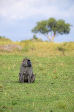 Anubis baboon or green baboon (Papio anubis) sitting in the grass, male, Murchison Falls National Park, Western Region, Uganda