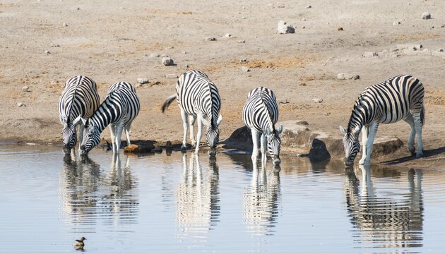 Burchell's Zebras (Equus burchellii) drinking, Chudop water hole, Etosha National Park, Namibia