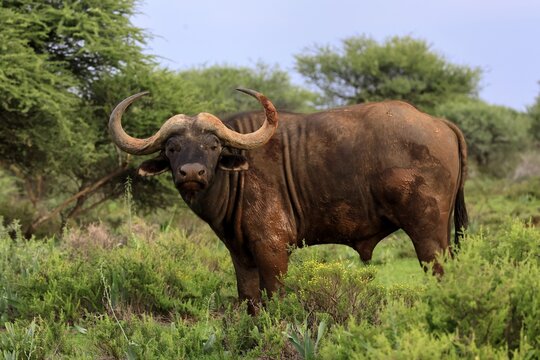 Cape buffalo (Syncerus caffer), adult, foraging, Mokala National Park, Northern Cape, South Africa