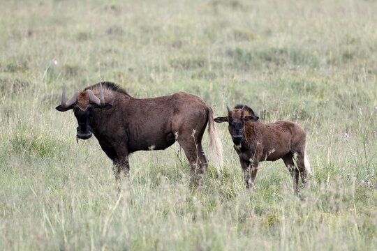 White-tailed wildebeest (Connochaetes gnou), adult, female, mother, young, alert, Mountain Zebra National Park, Eastern Cape, South Africa