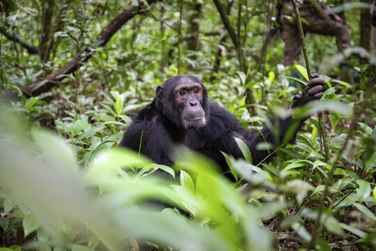 Chimpanzee (Pan Troglodytes), male on the ground, jungle in Kibale National Park, Uganda