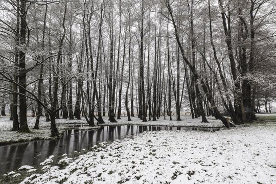 Black alder (Alnus glutinosa) in a snowy floodplain landscape, Emsland, Lower Saxony, Germany