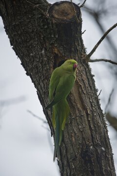 Rose-ringed parakeet (Psittacula krameri), Rhineland-Palatinate, Germany