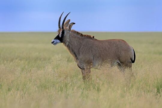 Roan antelope (Hippotragus equinus), adult, alert, Mokala National Park, Northern Cape, South Africa