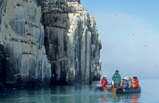 Ornithologists watching Common Guillemotts (Uria aalge) at a bird rock, Svalbard, Arctic, Norway