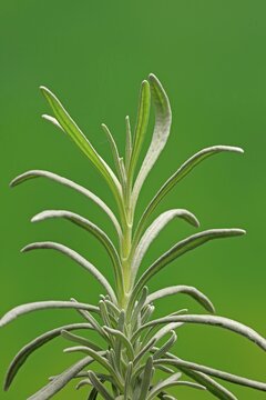 Lavender (Lavanda latifoglia), leaves, Ellerstadt, Germany